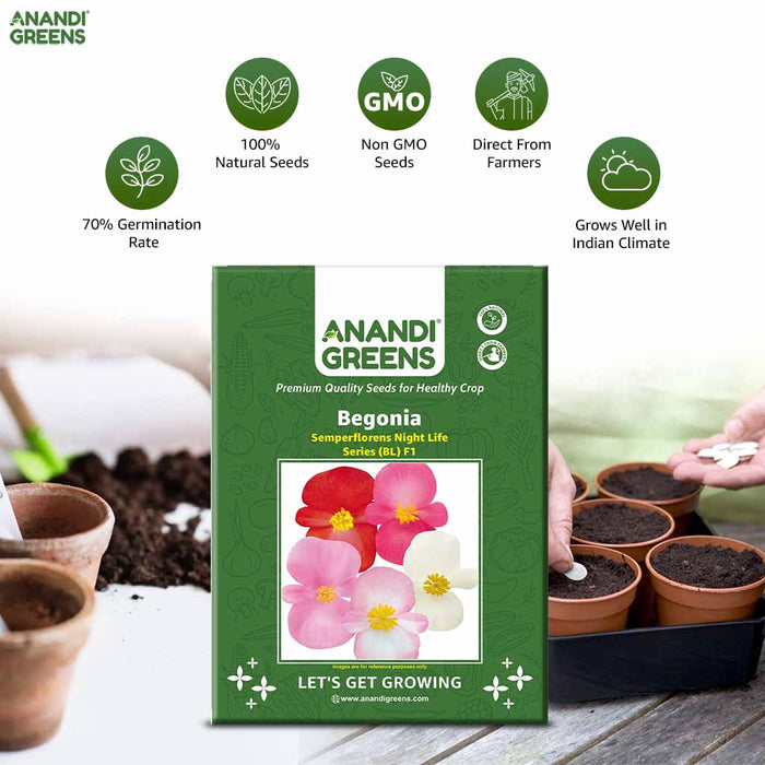Begonia – semperflorens-Night-Life-Series-(BL)-F1