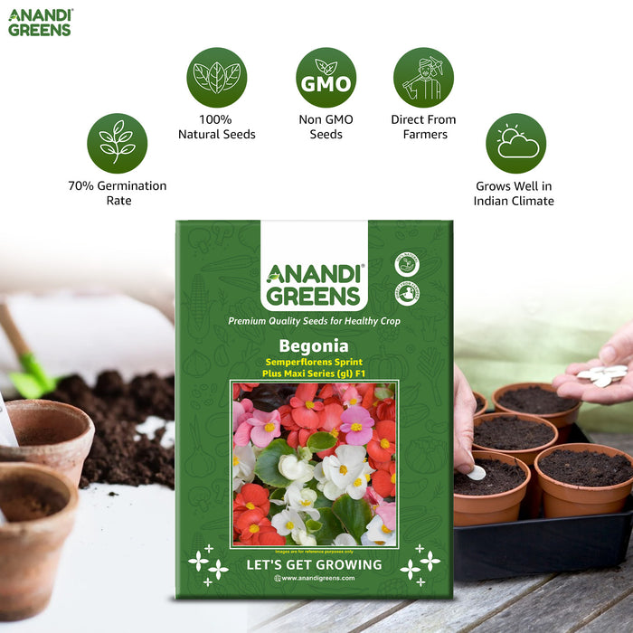 Begonia – semperflorens-Sprint-PLUS-Maxi-Series-(GL)-F1