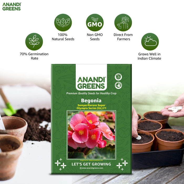 Begonia – semperflorens-Super-Olympia-Series-(GL)-F1