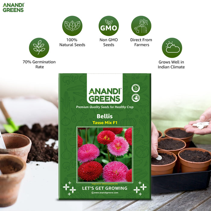 Bellis – Tasso-Mix-F1