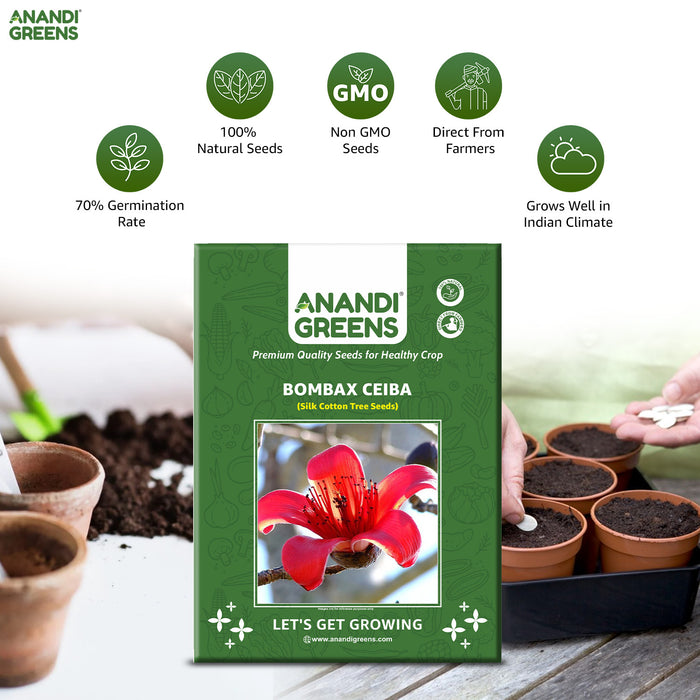Bombax Ceiba (Silk Cotton Tree Seeds)