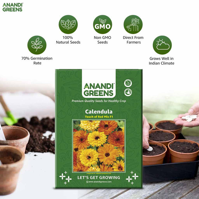 Calendula – Touch-of-Red-Mix-F1