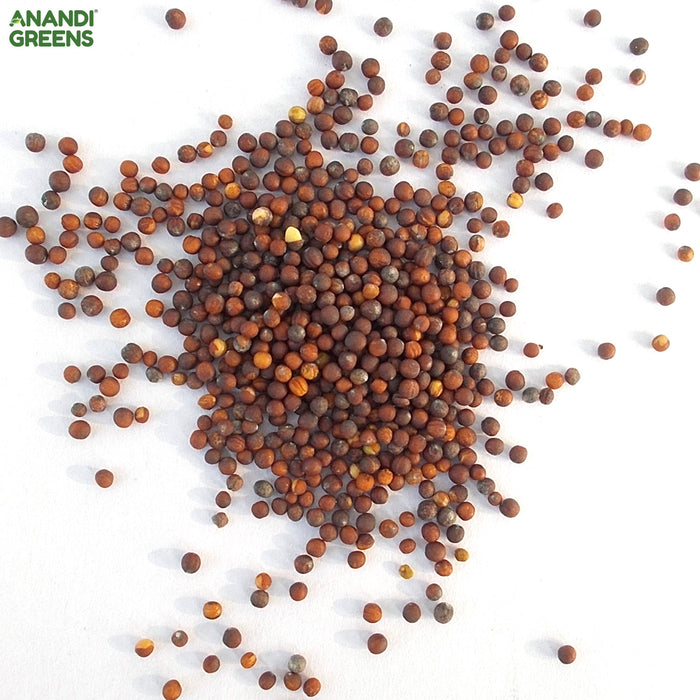 Chinese-Cabbage-Seeds 