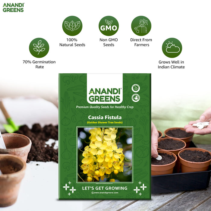 Cassia Fistula (Golden Shower Tree Seeds)