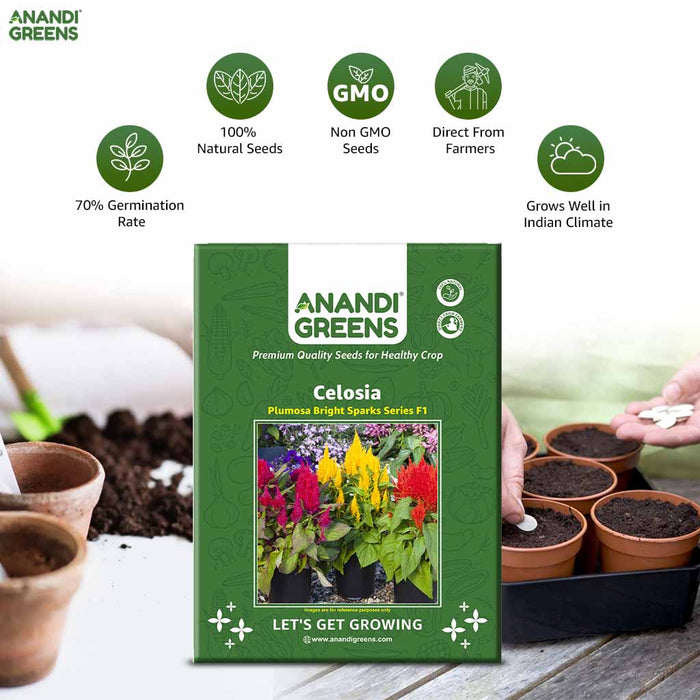 Celosia – plumosa-Bright-Sparks-Series-F1