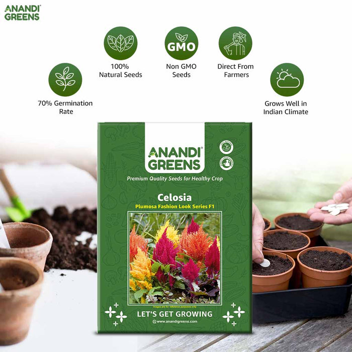 Celosia – plumosa Fashion Look Series F1