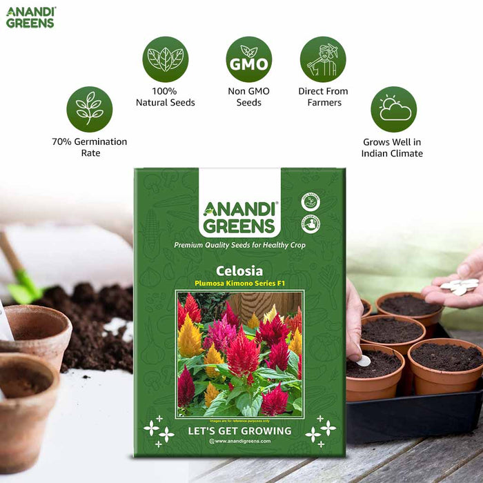 Celosia – plumosa Kimono Series F1