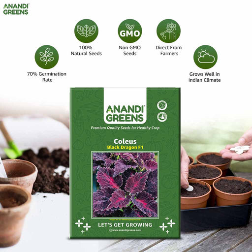 Coleus – Black-Dragon-F1