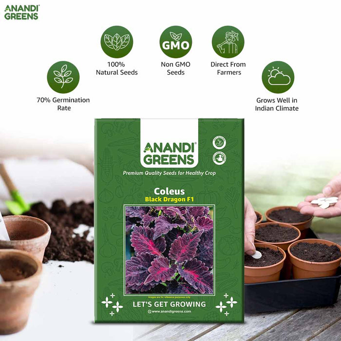 Coleus – Black-Dragon-F1