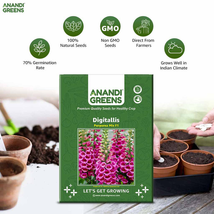 Digitalis – Purpurea-Mix-F1