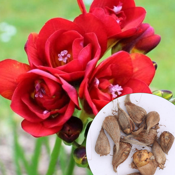 Freesia-6-Color-Flower-Bulbs