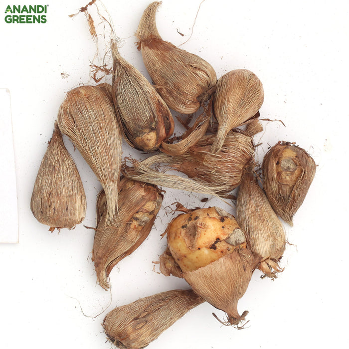 Freesia-Flower-Mix-Bulbs