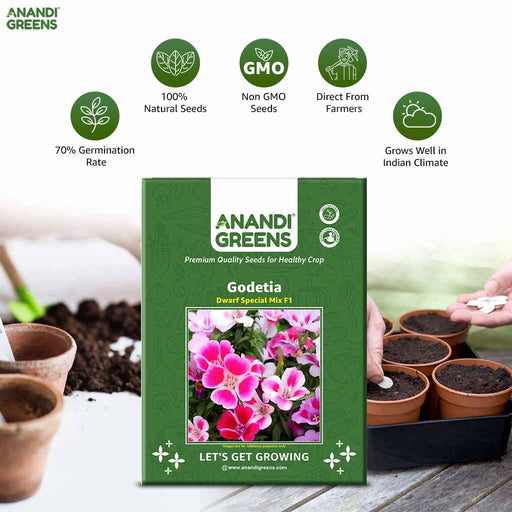 Godetia – Dwarf-Special-Mix-F1