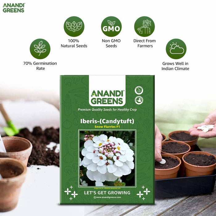 Iberis – (Candytuft) Snow Flurries F1