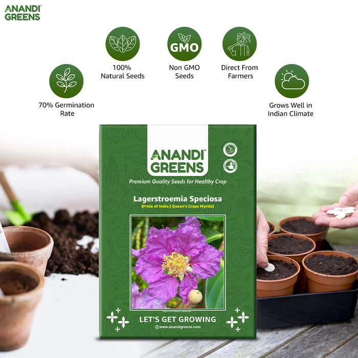 Lagerstroemia Speciosa (Pride of India | Queen's Crape Myrtle Seeds)