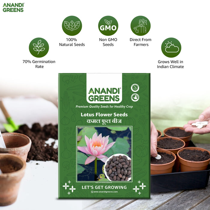 Lotus-Flower-Seeds