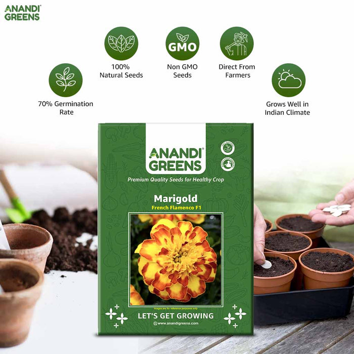 f1 marigold seeds Marigold – French Flamenco F1