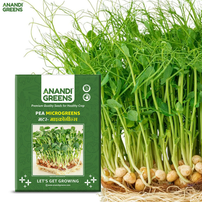 Pea-Microgreens-Seeds-(मटर माइक्रोग्रीन बीज)