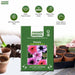 Petunia – Grandiflora-Daddy-Series-F1