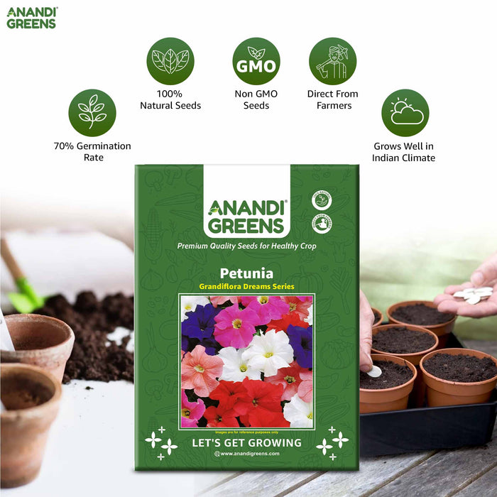 Petunia-Grandiflora-Dreams-F1