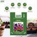 Petunia – Grandiflora-Frost-Series-F1
