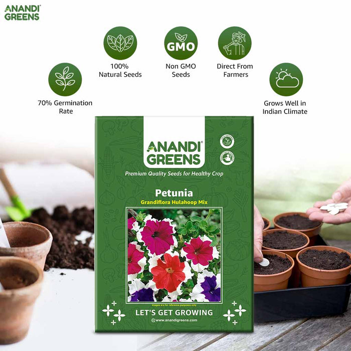 Petunia – Grandiflora-Hulahoop-Mix-F1