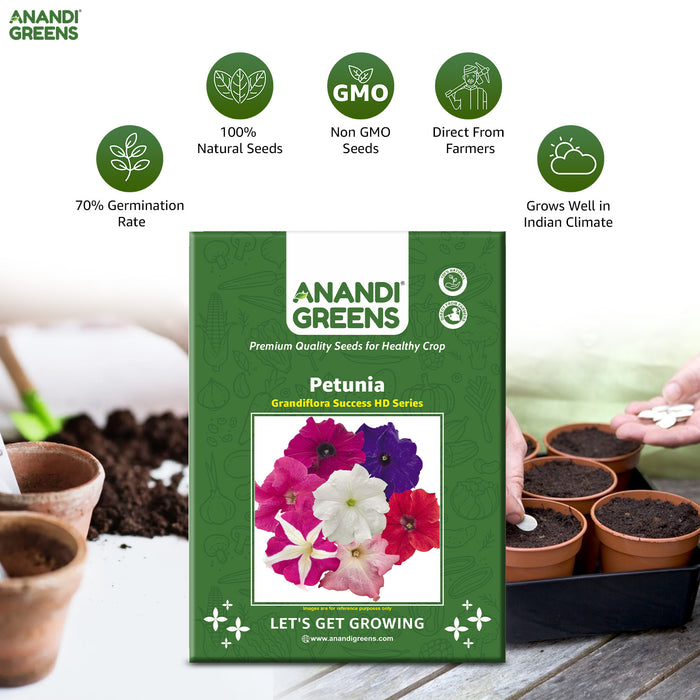 Petunia – Grandiflora-Success-HD-Series-F1