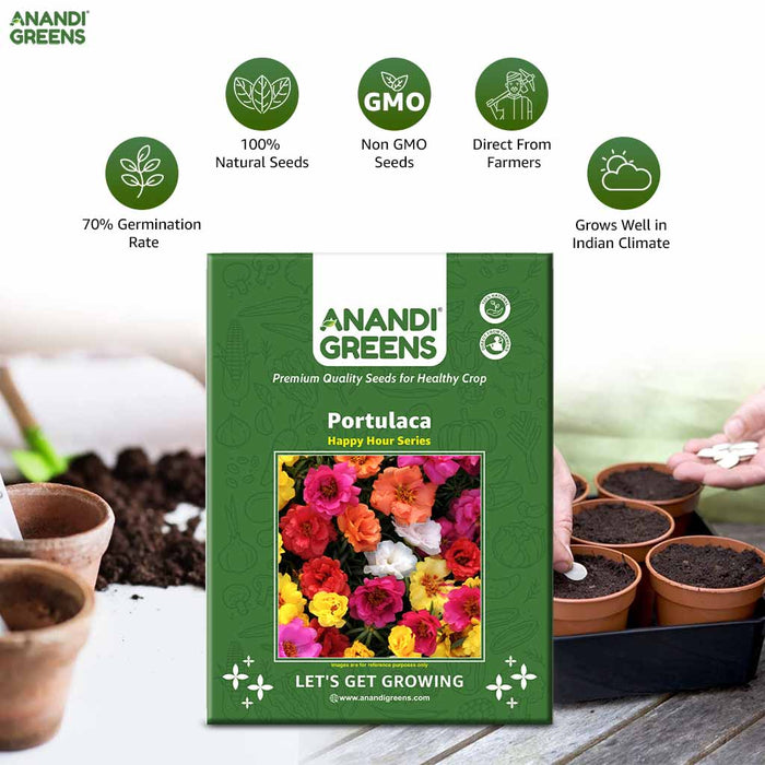 Portulaca – Happy-Hou-Series-F1