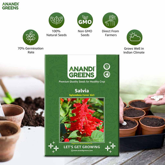 Salvia – splendens-Cover-Girl-F1