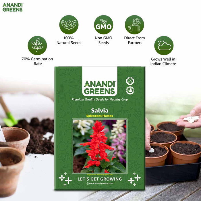 Salvia – splendens-Flamex-F1