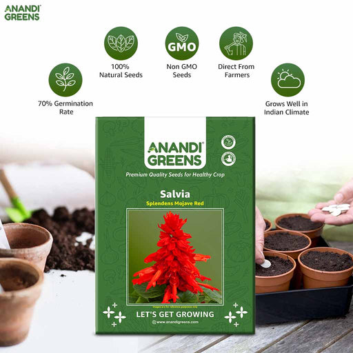 Salvia – splendens-Mojave-Red-F1