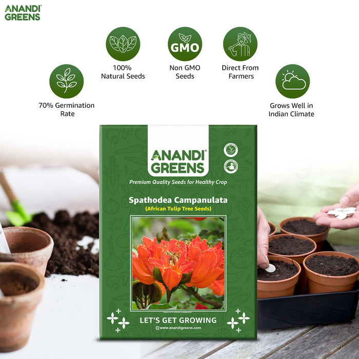 Spathodea Campanulata (African Tulip Tree Seeds)