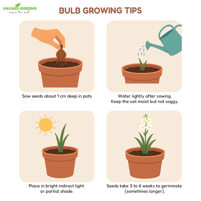 Spider-Lily-Bulbs-(स्पाइडर लिली बल्ब्स)