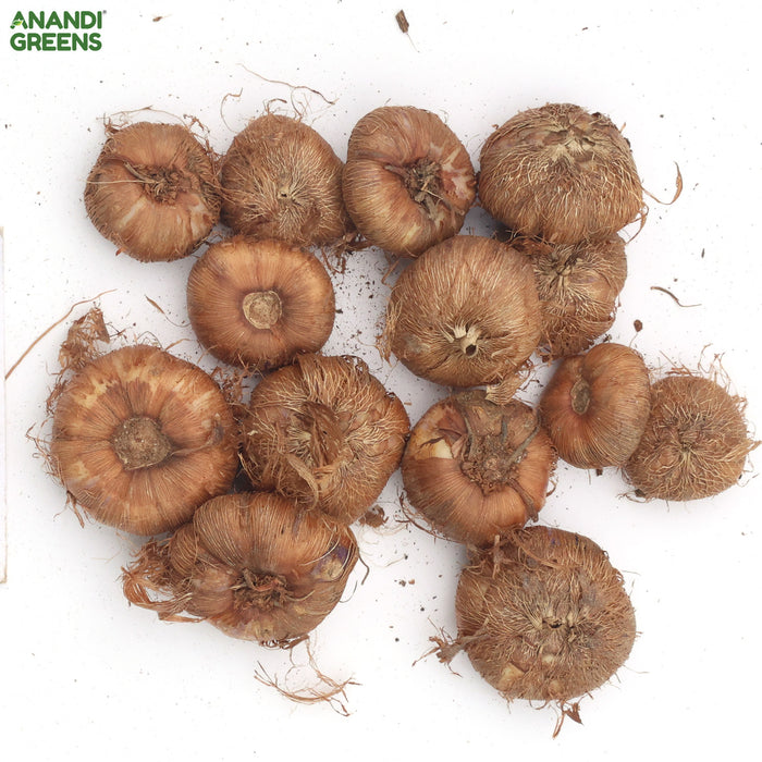 Tritonia-Orange-Flower-Bulbs
