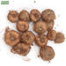 Tritonia-Orange-Flower-Bulbs