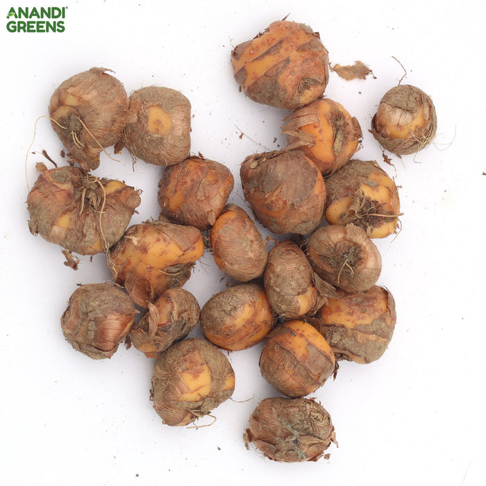 Tritonia White Flower Bulbs (ट्राइटोनिया व्हाइट बल्ब्स)