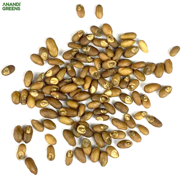 Rosemary Seeds (रोज़मेरी)