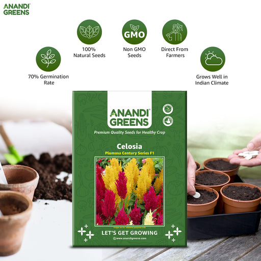 Celosia – Plumosa-Century-Series-F1