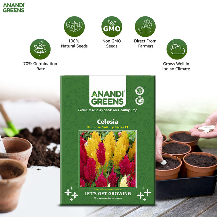 Celosia – Plumosa-Century-Series-F1