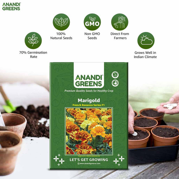 Marigold – French-Bonanza-Series-F1