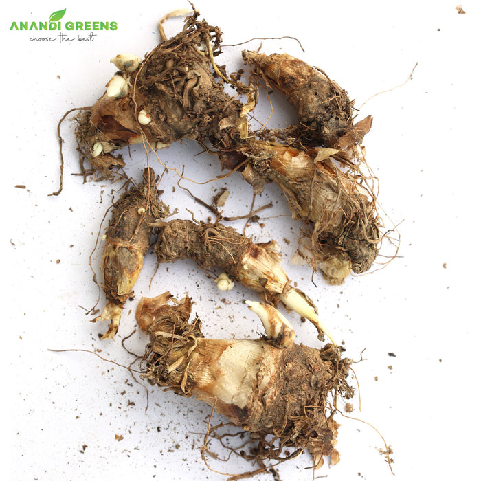 rajnigandha flower seeds Rajnigandha Bulbs – Pack of 20