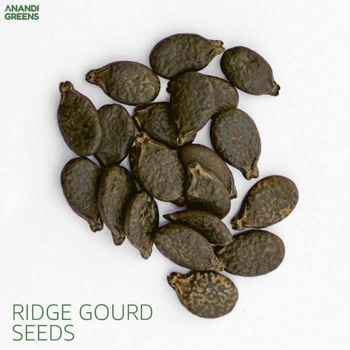 Ridge Gourd (तोरई) F-1 Hybrid Seeds for Your Garden