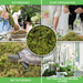Natural-Dried-Moss-Grass