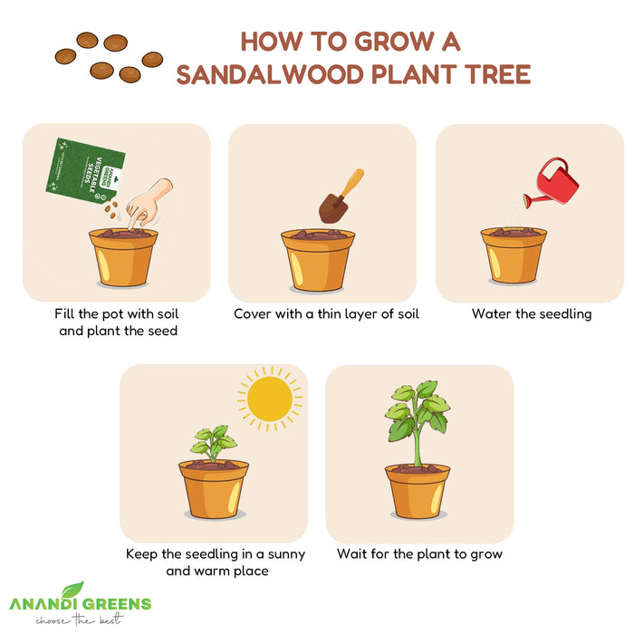 White-Sandalwood-Seeds-(सफेद चंदन के बीज) - Safed-Chandan-Seeds-For-Plantation