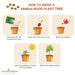 White-Sandalwood-Seeds-(सफेद चंदन के बीज) - Safed-Chandan-Seeds-For-Plantation
