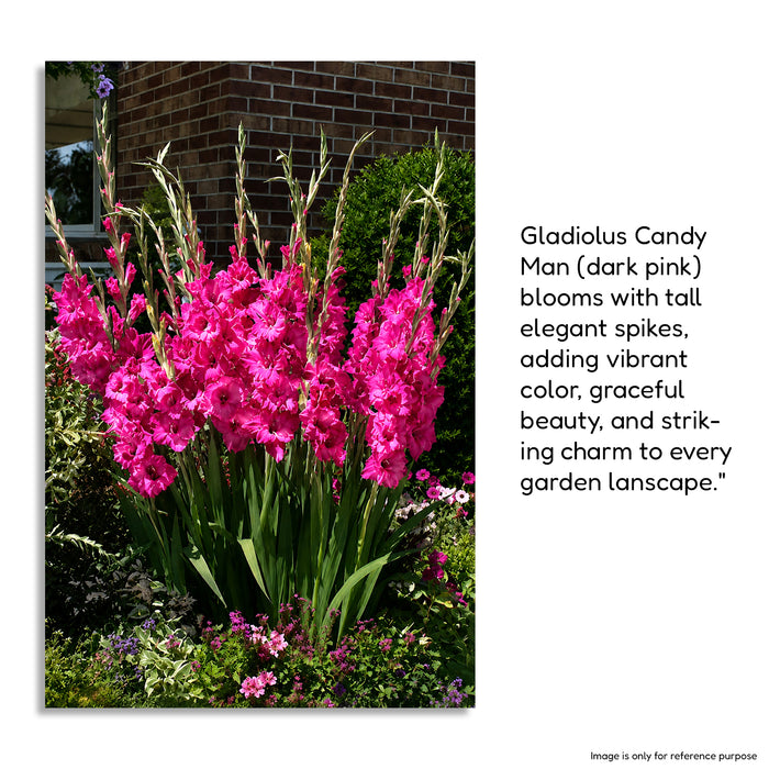 Gladiolus 6 Variety Flower Bulbs