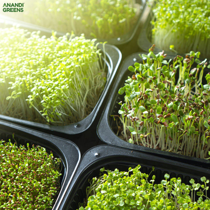 Mustard (सरसों माइक्रोग्रीन) Microgreens Seeds