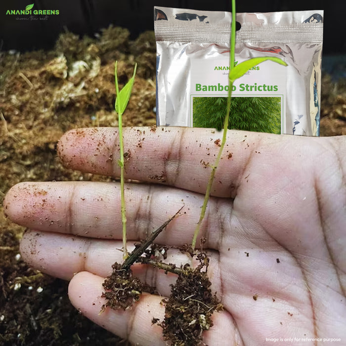 Bamboo Strictus (Solid Bamboo) Seeds