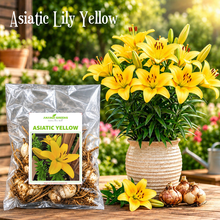 Asiatic Lily Bulbs (एशियाटिक लिली बल्ब्स)