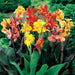 Canna-Lily-Bulbs-(कैनना लिली बल्ब्स)